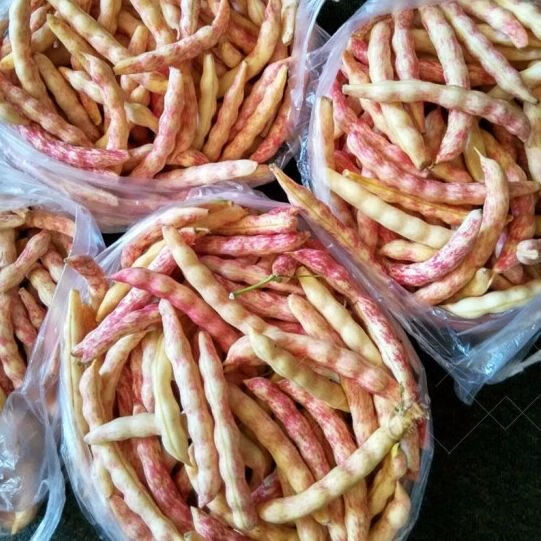 东北油豆角黄金钩豆角新鲜速冻鼓豆豆角勾勾黄豆角绿色 新鲜速冻勾黄3