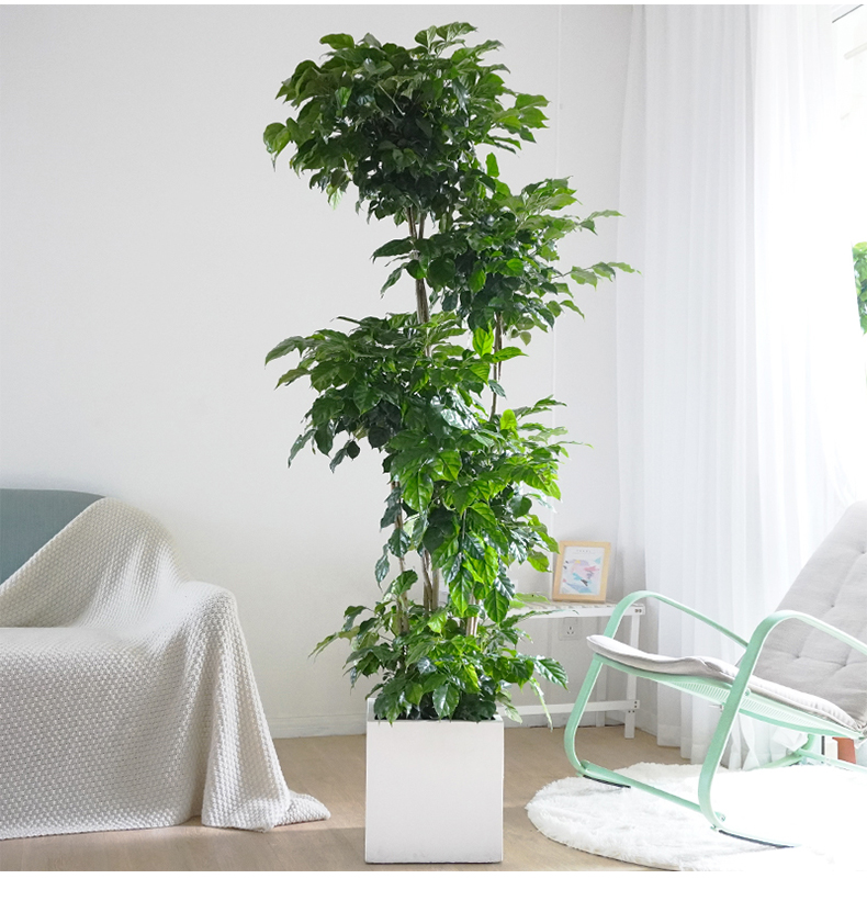 造型幸福树大型盆栽室内客厅办公室净化空气植物绿宝三层幸福树高1516