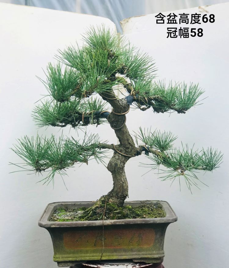 矮霸黑松老桩 多年盆栽造型日本黑松 提根小品黑松盆景 实物 a36 含盆