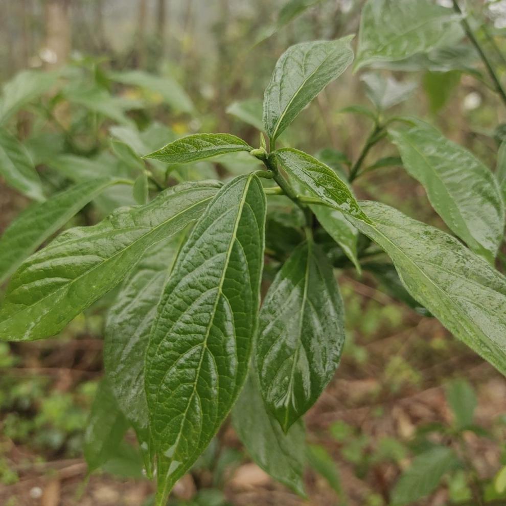 北京同仁堂原料现采新鲜大青叶 臭大青 路边青 中草药大青树 枝叶 纯