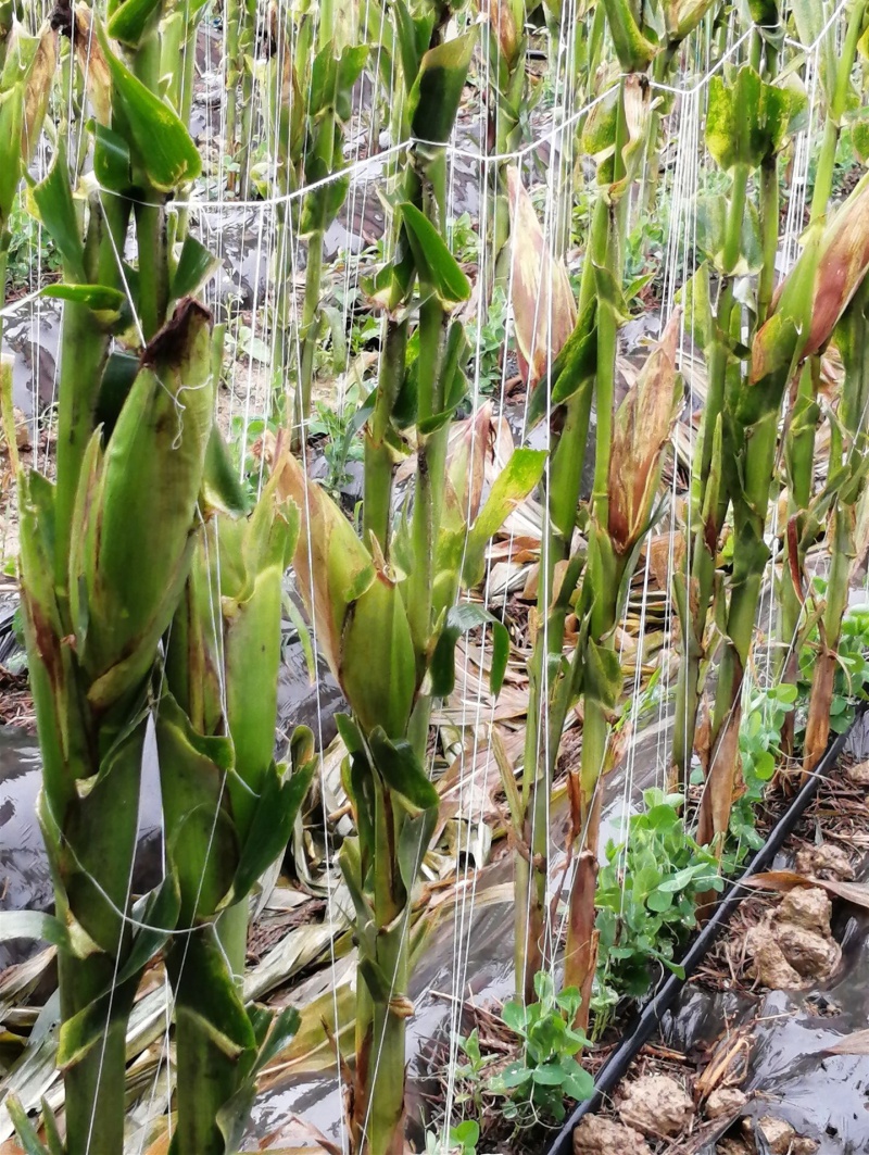 绑豌豆架线吊番茄西红柿黄瓜大棚蔬菜吊绳绑蔓吊秧夹子绳吊蔓夹绳12mm