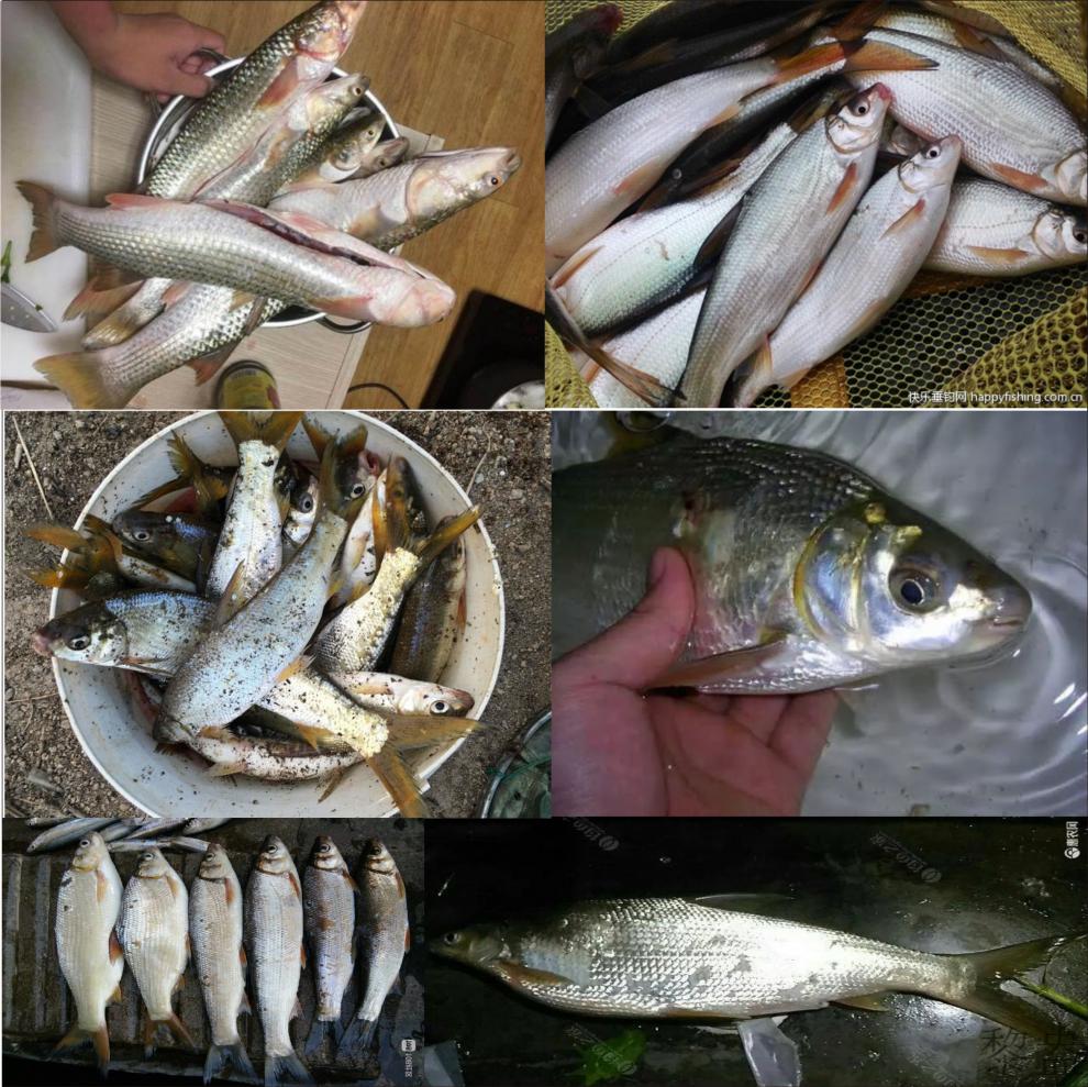 季】红黄尾鱼饵料野钓大黄尾套餐螺肉小药黄尾底窝料红尾鲴青尾鲫鱼食