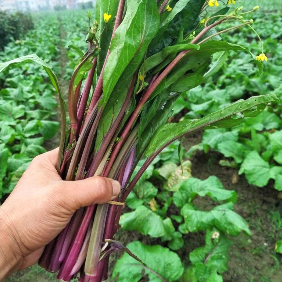 棠鲜生洪山菜苔现摘红菜苔新鲜现发湖北特产武汉打霜薹油菜台蔬菜团建