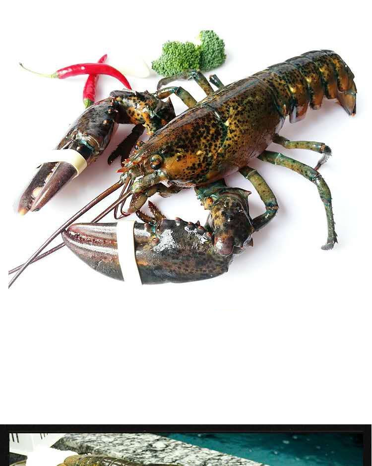 源外园 【jd物流】冰鲜波士顿龙虾鲜活速冻龙虾海鲜波龙冻虾1-4斤团建