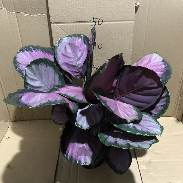 青苹果竹芋彩虹孔雀室内植物北欧客厅绿植吸甲醛净化空气观叶植物青