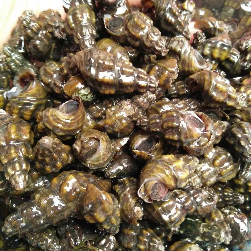 扭纹螺鲜活深山山坑螺爽口山坑螺螺丝螺水产3斤