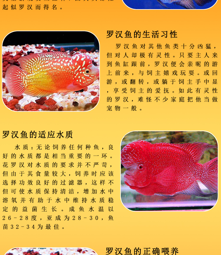 秋颖泰国进口罗汉鱼苗古典金花活体鸿运退沙亚成火凤凰德萨爆头风水财