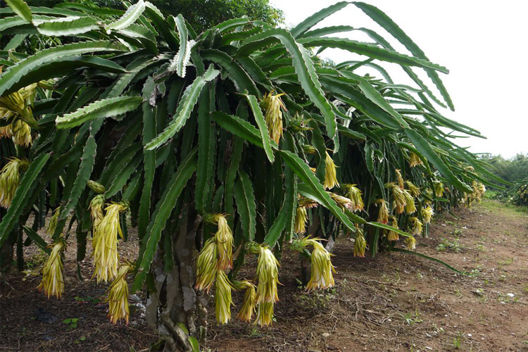 霸王花苗霸王鞭量天尺剑花仙人掌科多肉植物盆栽蟹爪兰嫁接砧木长15
