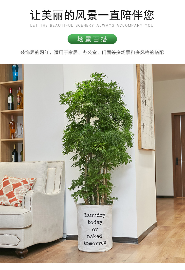 羽叶福禄桐盆栽细叶大型室内盆景名贵金钱兜植物客厅吸除绿植 福禄桐