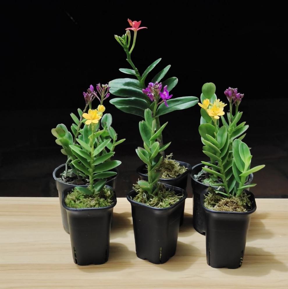 石斛兰树兰咖啡兰兰花带盆栽好室内桌面微型盆栽花卉花期会带花紫色