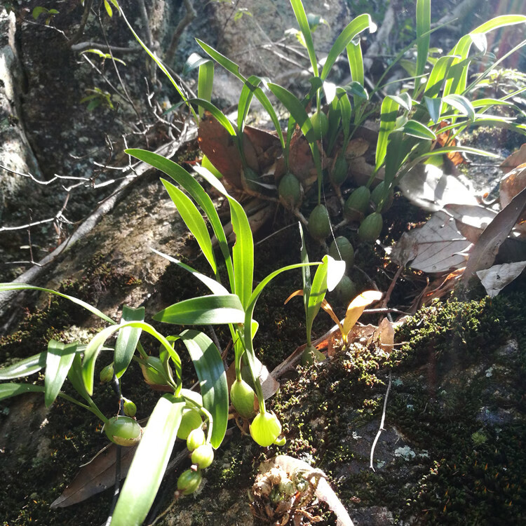 石仙桃岩豆石橄榄盆景盆栽绿植假山用阿芹精选盆栽专用15棵不含盆