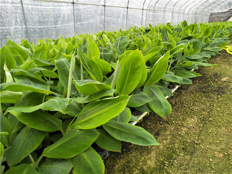 皇帝蕉树苗新品种威廉斯香蕉苗粉蕉矮化蕉小米蕉中蕉9号香蕉树苗
