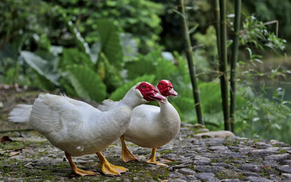 番鸭种蛋非洲雁受精卵可孵化鸭蛋红脸鸭肉鸭可孵化鸭种蛋10枚盒装