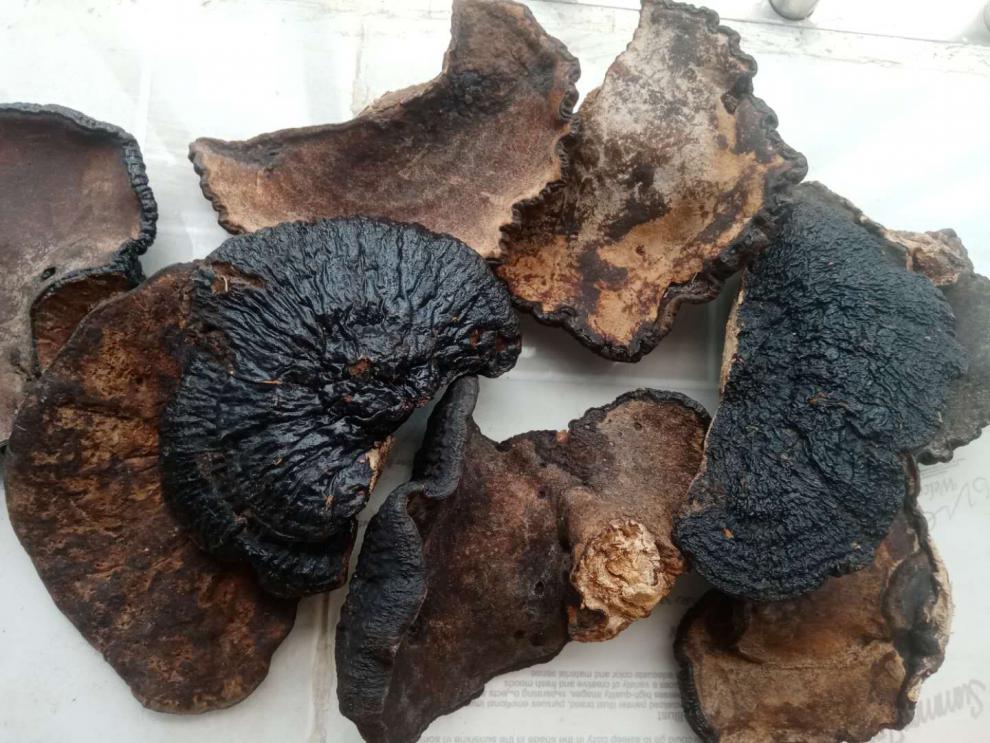 菘崖海南五指山琼中灵芝纯野生天然薄树灵芝薄树芝500g可切片