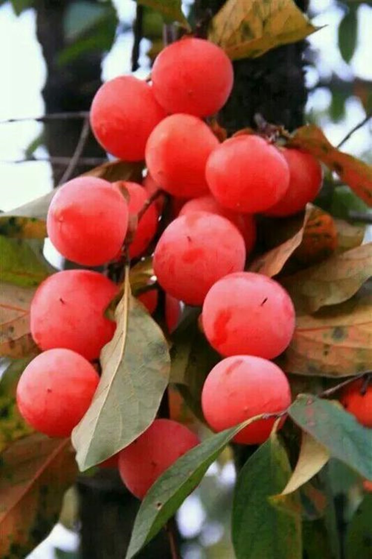 种植果树苖当年结果特大黑柿子树吸食奶油柿当年结果苗60cm含69cm含