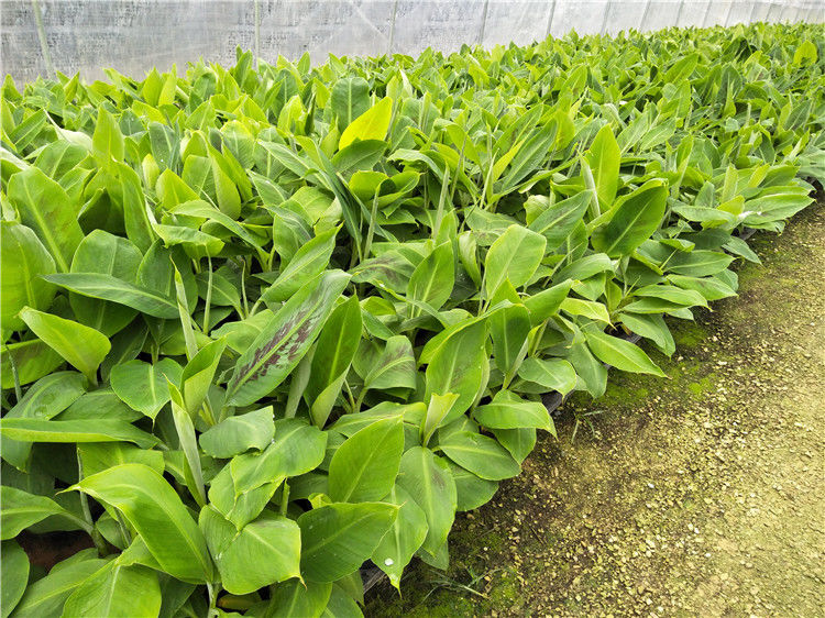 皇帝蕉树苗新品种威廉斯香蕉苗粉蕉矮化蕉小米蕉中蕉9号香蕉树苗