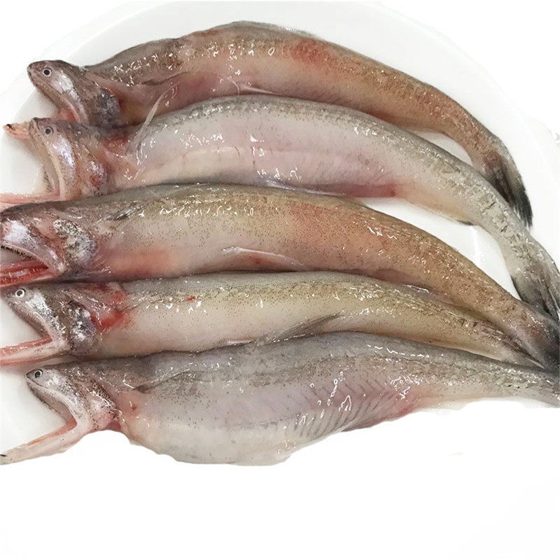 【顺丰现货】大菜园 九肚鱼 新鲜龙头鱼 鲜活豆腐鱼 水龙鱼 水潺鱼