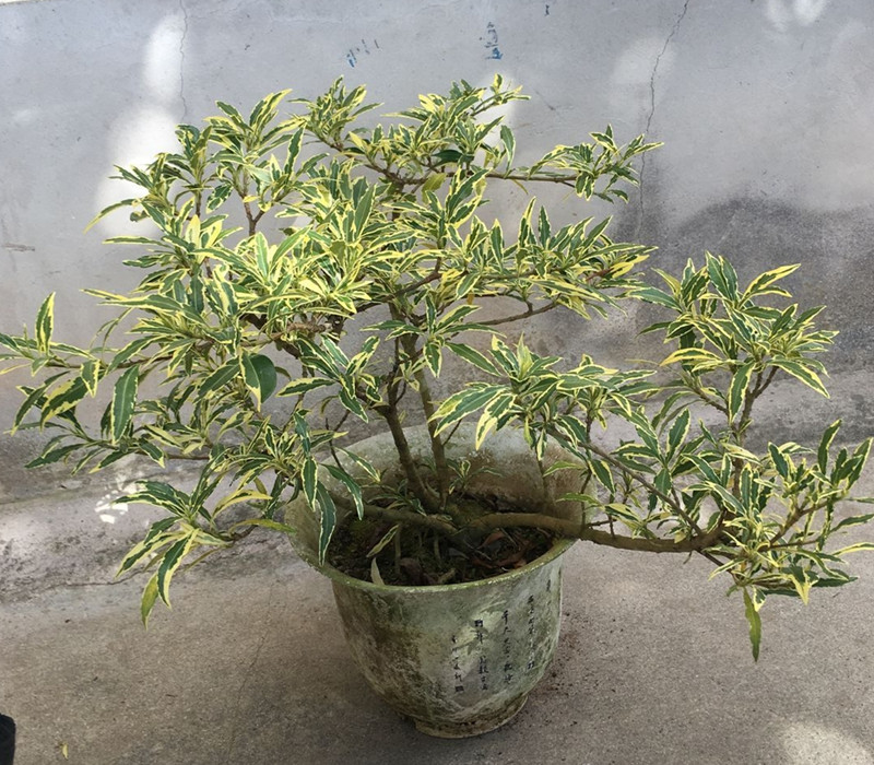 金边小叶栀子花盆栽雀舌花叶栀子花栽室内带香味花卉盆栽 ()冠幅25-30