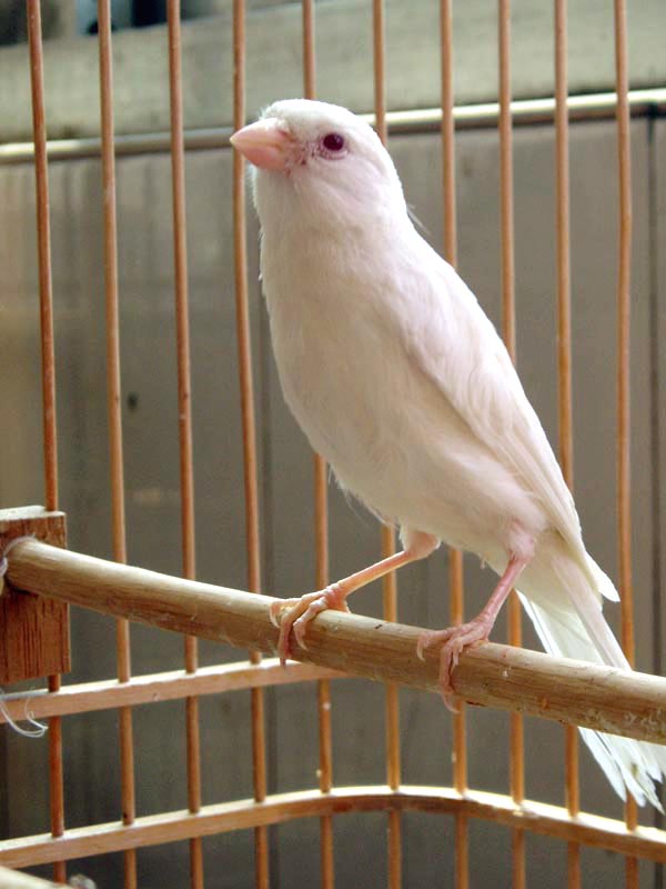 玉鸟山东黄玉鸟笼养鸣唱鸟小鸟 辣椒红玉鸟活体 纯种辣椒红小鸟一对