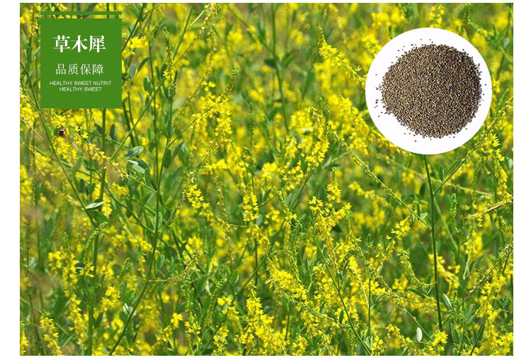 中梦批发牧草种紫花苜蓿黑麦草种子冬牧70玉米草甜荞麦高丹草量多优惠