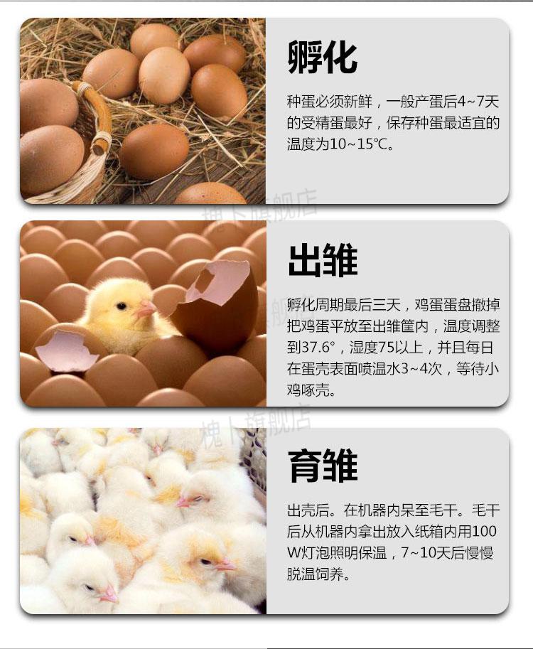 鸡蛋孵化器全自动 暖立方小鸡孵化器全自动小型智能家用孵化机孵化箱
