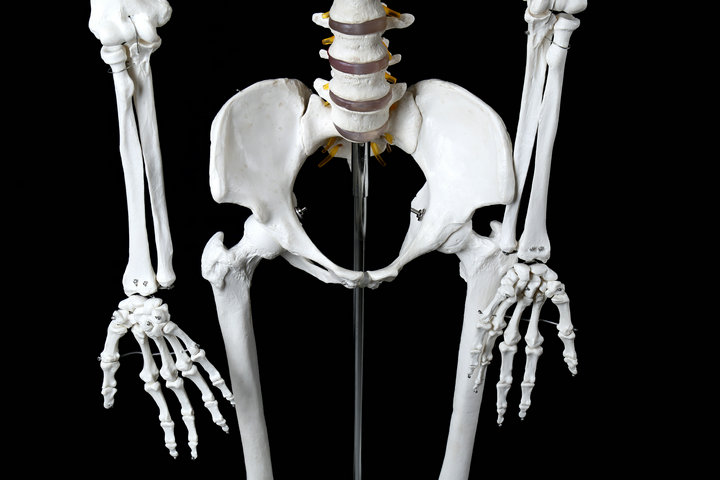 人体骨骼模型标准医学170cm180人体全身骨骼模型骷髅骨架标本脊柱雅德