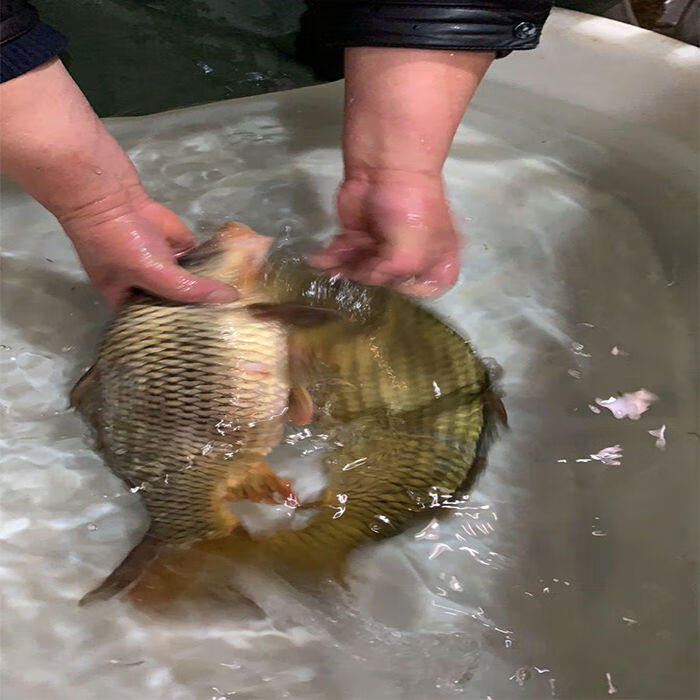 lism千岛湖正宗青鲤鱼鲜活大鲤鱼冷水现杀原生态无刺鱼肉活体生物4斤