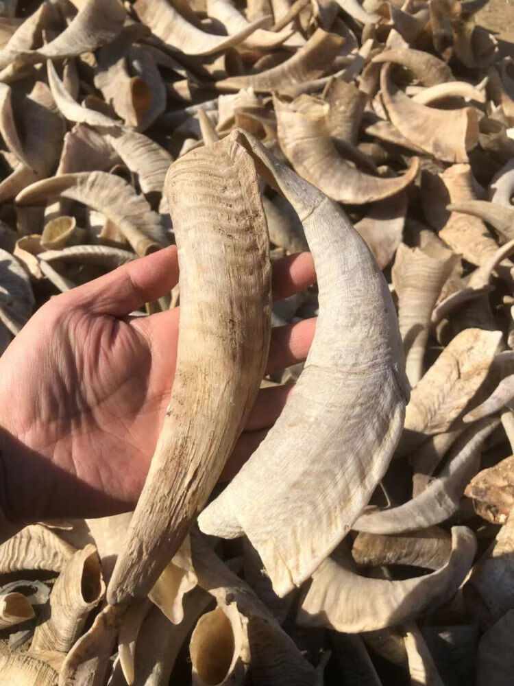 天然山羊角空心原角绵羊角中山羊角丝纯手工山羊角 打孔实心羊角尖长6
