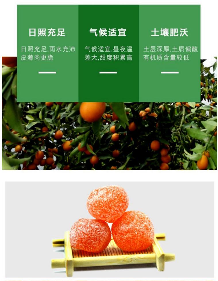 晨臻 天山雪桔 官方旗舰店 冰糖金桔干正宗新疆特级果脯蜜饯桔饼糖 2