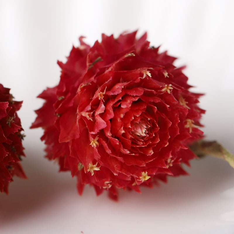 同仁堂红巧梅旗舰店千日红干花茶女生另售玫瑰白梅花茶干玫瑰1罐