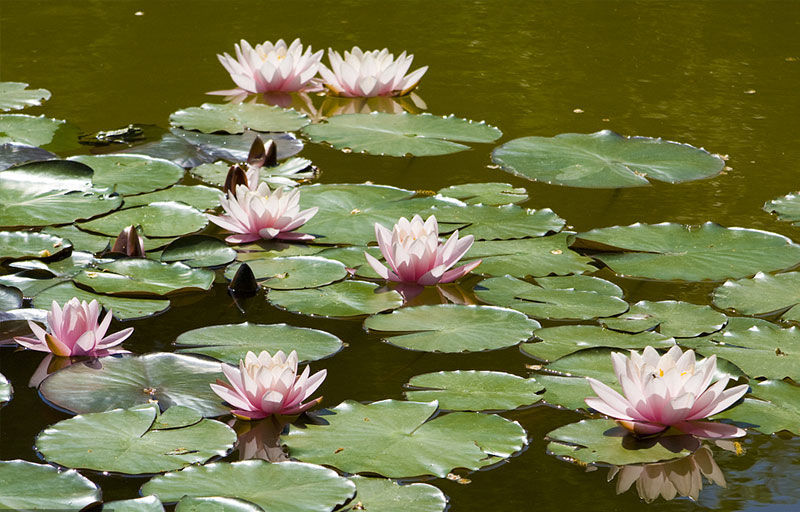 【现货现发】大睡莲带花苞池塘睡莲水培植物四季莲花盆栽水养花卉荷花
