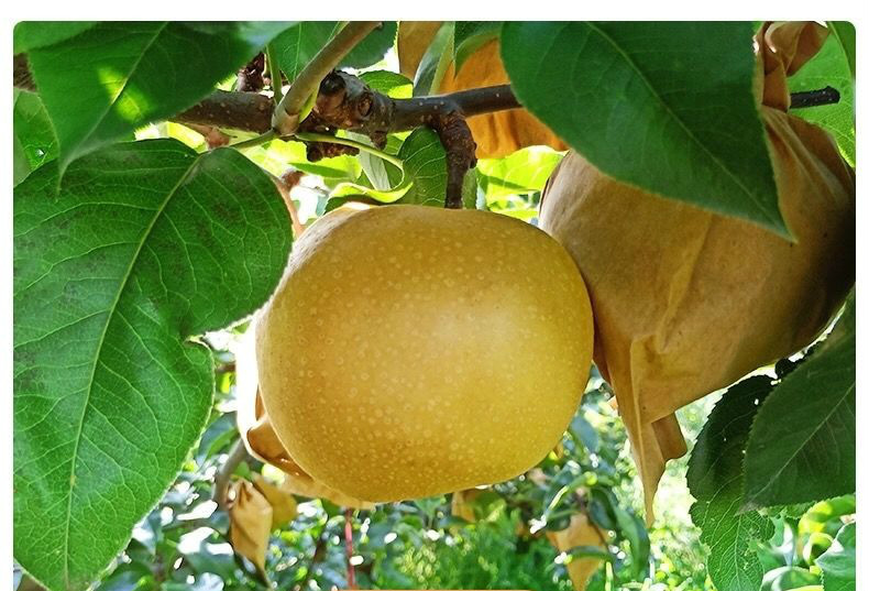 高平黄梨(高平黄梨有多少年的栽培历史芭芭农场)