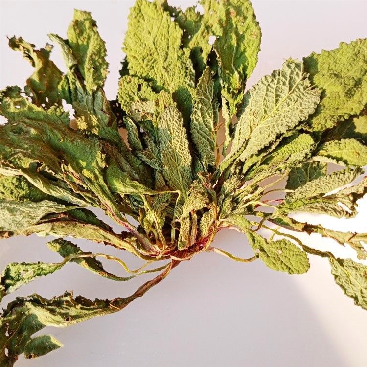 康中尊蛤蟆草荔枝草蛤蟆菜晒干蛤蟆草新鲜蛤蟆草整颗雪见草癞蛤蟆草新