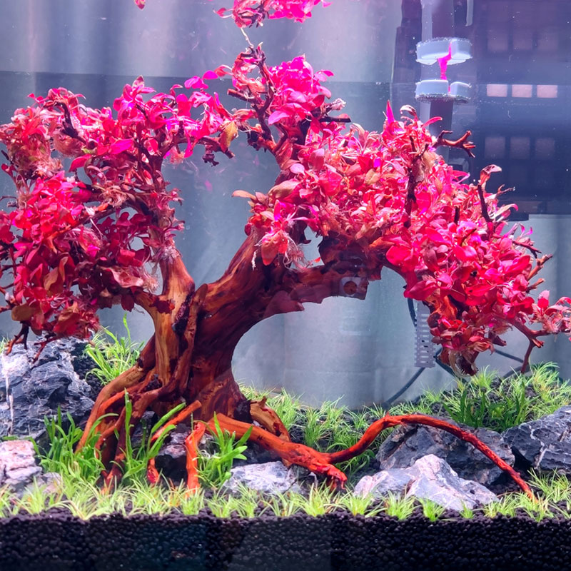 丹麦红玫瑰水草 迷你血心兰水草前景中景沉木造景无菌杯草缸红树景