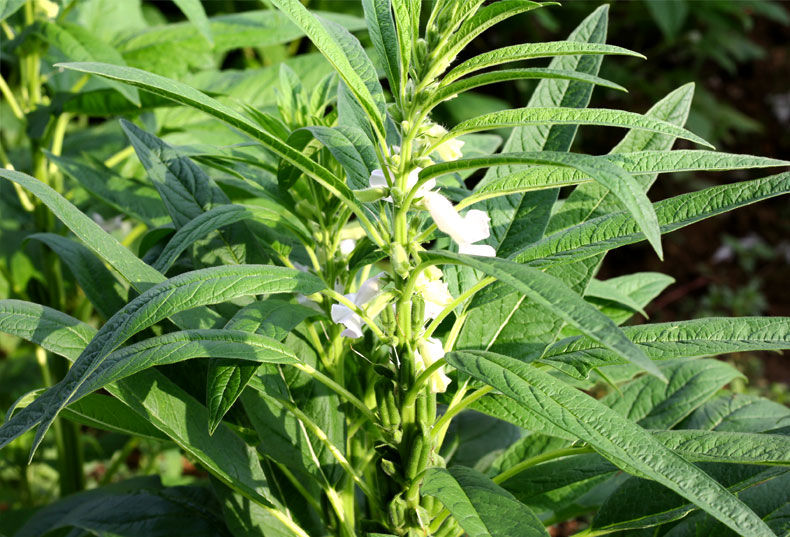 农晒制干芝麻叶干菜野菜芝麻油叶子新货河南特产芝麻叶面条干菜 干