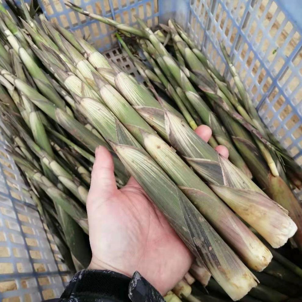 新鲜小竹笋江西野生小甜笋带壳现挖现发现拔小春笋时令蔬菜 新鲜小竹