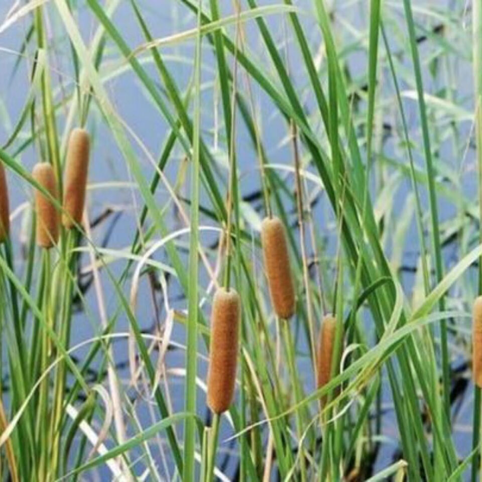 水菖蒲图片 药用价值图片