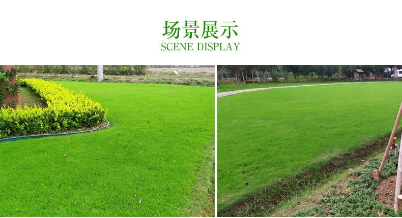 绿化草坪价格每平米多少钱