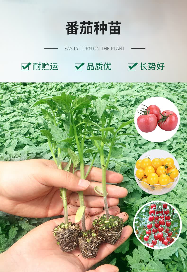 毛粉番茄苗12棵/儿时西红柿味 结果快粉甜
