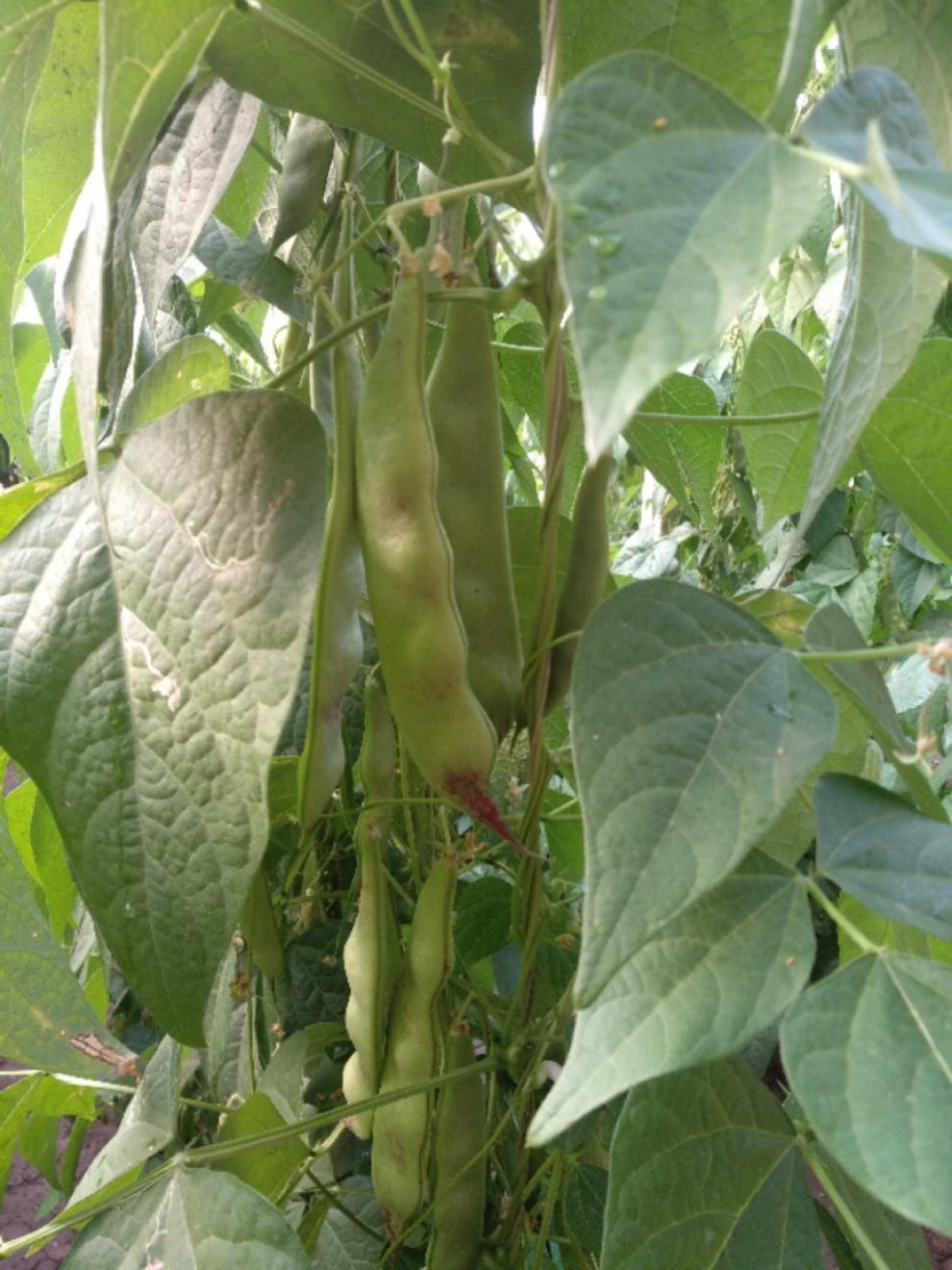 东北油豆角特产豆角新鲜蔬菜一点红油豆角面豆角开锅烂农家3斤