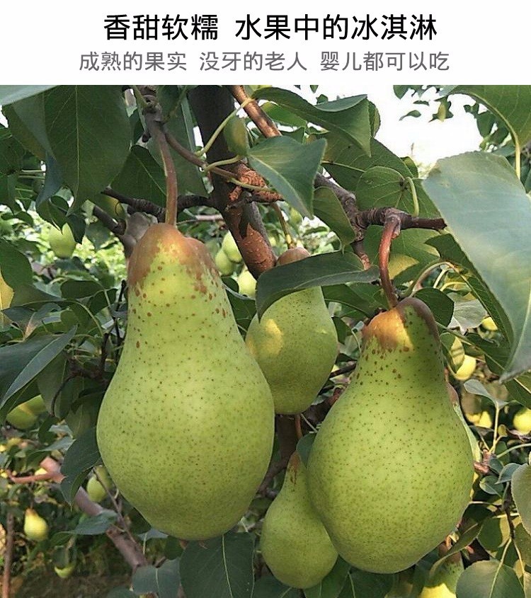 东北茄梨水果应季新鲜梨子香梨大头梨啤梨软糯香甜5斤装大果带箱10斤