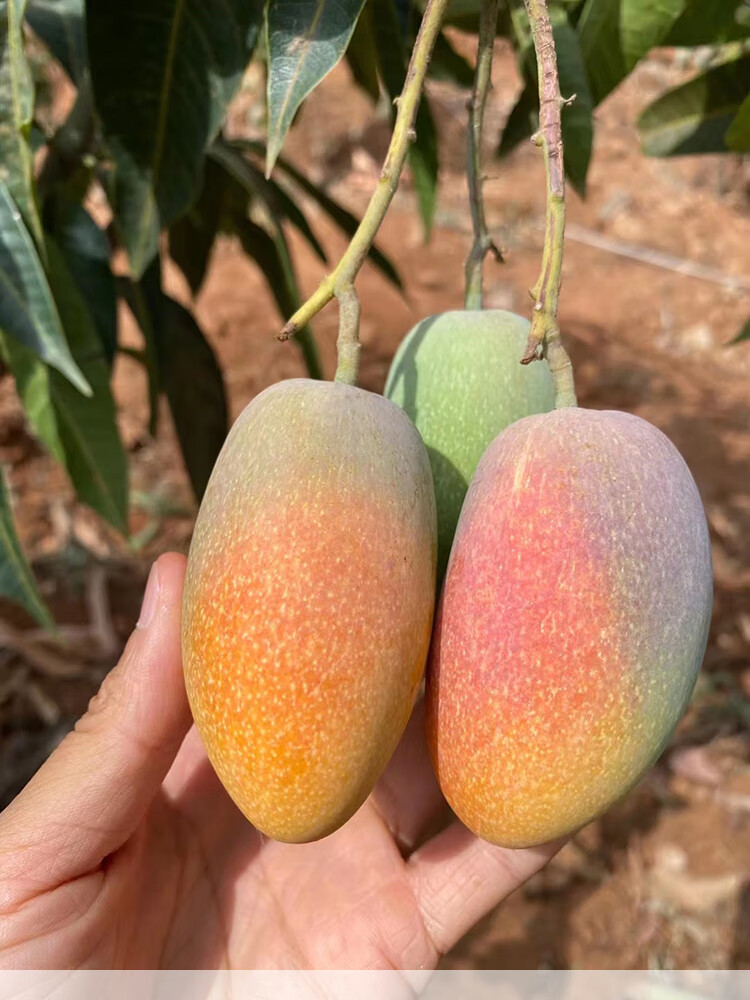 四川攀枝花小贵妃芒果树上自然熟彩色红金龙金凤凰新鲜水果应当季 8斤