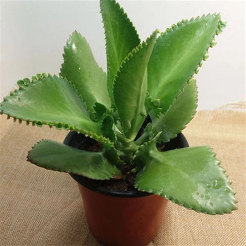 2022新款可狄kedi蕾丝公主宽叶不死鸟落地生根多肉植物老庄蕾丝公主加