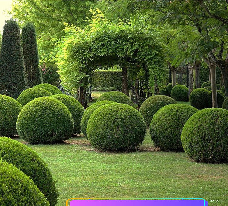 黄杨球树苗小叶金黄杨球形树苗庭院绿化瓜子黄杨d8 【黄杨球】冠径1.