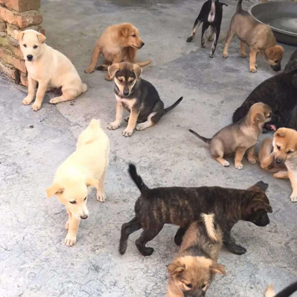 荣郁 狗狗活物土狗活体大型土狗苗农村土狗幼崽本地土狗苗便宜看家护