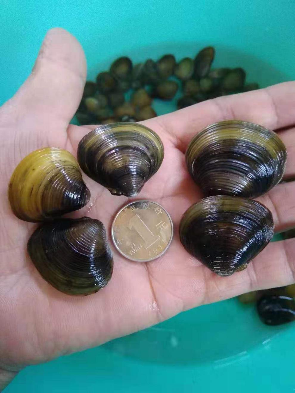 荣郁迷你小河蚌苗活体淡水冷水观赏原生小型水族宠物旁皮鱼鳑鲏繁殖 3