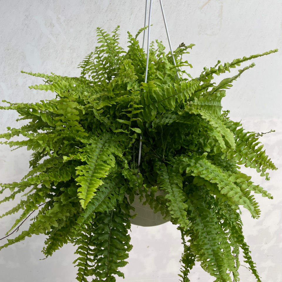 波士顿蕨盆栽垂吊驱蚊绿植物办公室内好养四季常青净化空气除甲醛