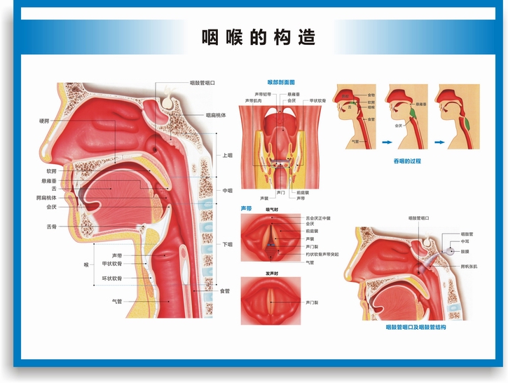 醫院科室掛圖耳鼻喉構造圖耳鼻喉解剖圖耳鼻喉結構圖耳鼻喉科掛圖醫院