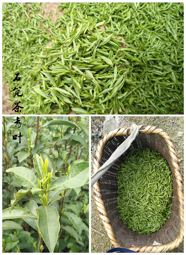 血亏冲量诸暨名茶斯宅高山茶叶2021年明前新茶石笕茶绿剑茶绿茶农家茶