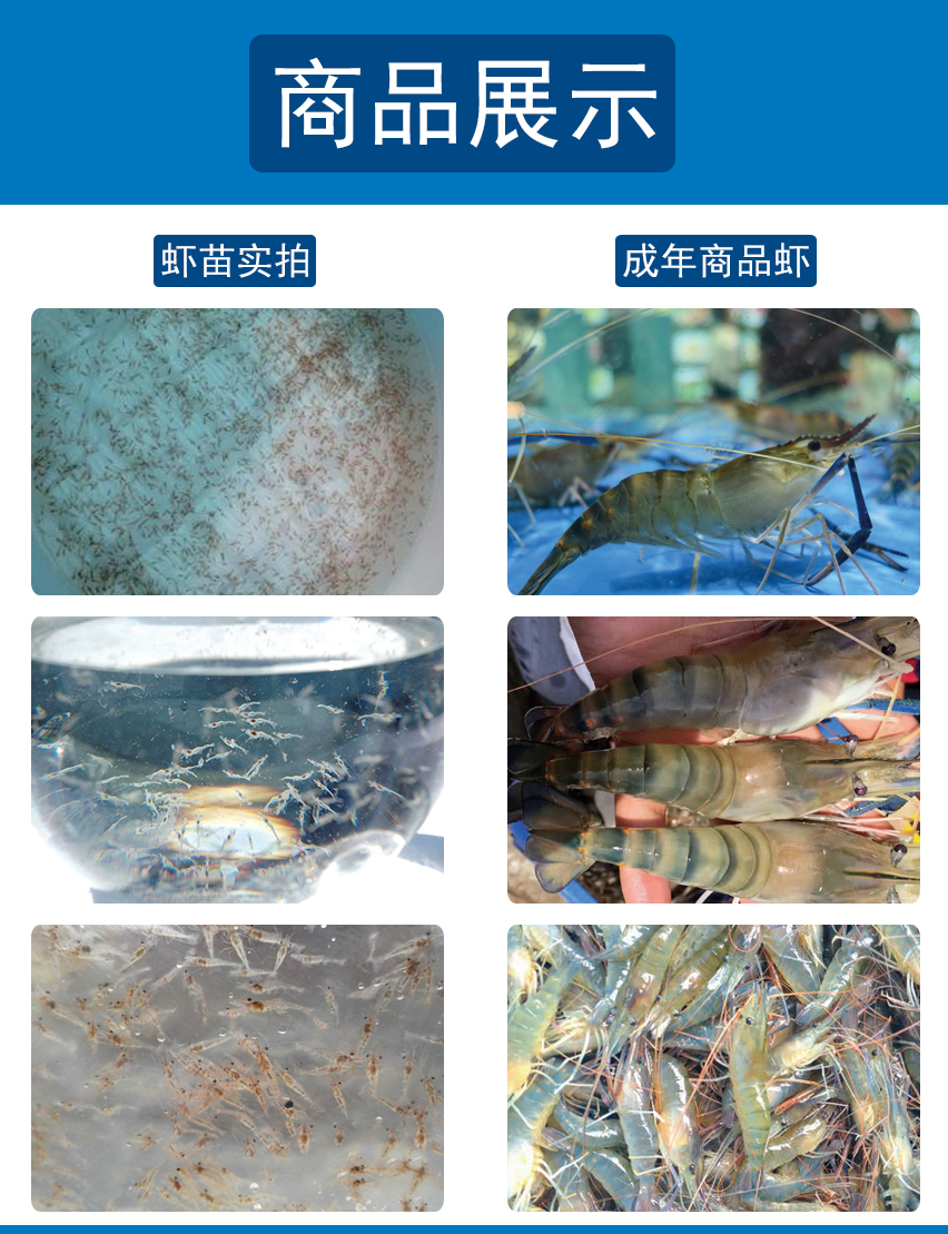 新一代罗氏沼虾苗 南美白虾 淡水养殖 鱼苗 食用虾 虾苗技术指导古介